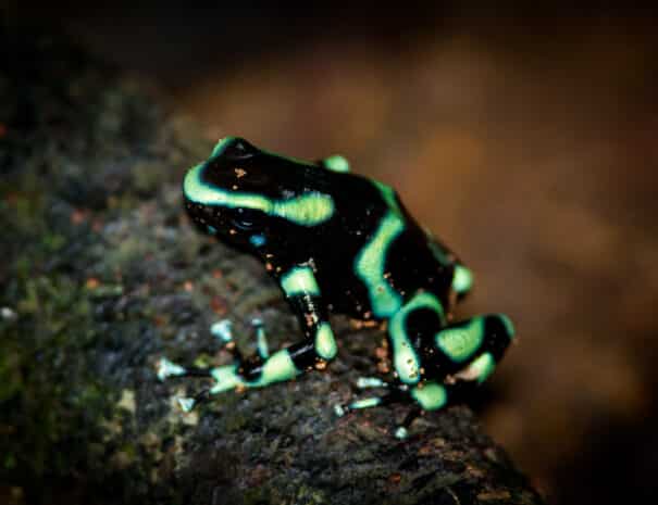 Frog - Green and black Poison Dart Frog