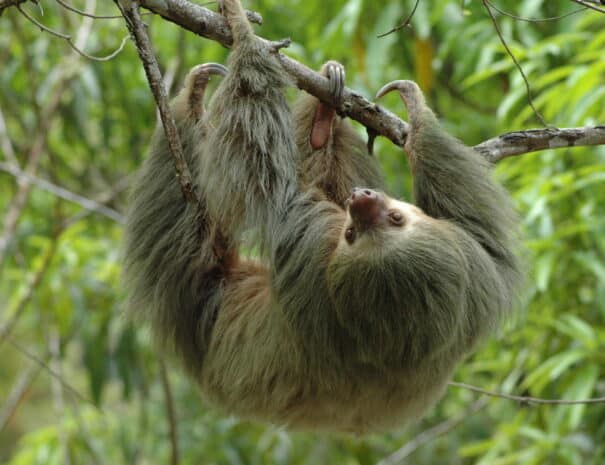 Copia de Sloth on a tree