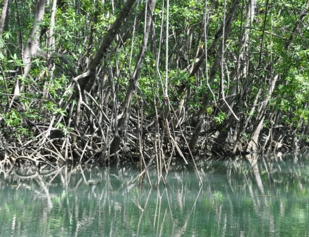 Isla Damas Mangrove