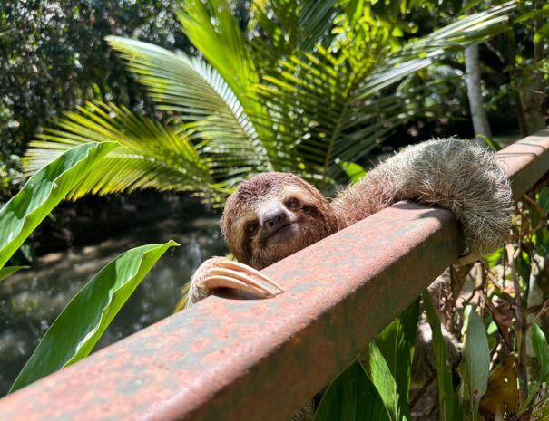 Three Fingers Sloth